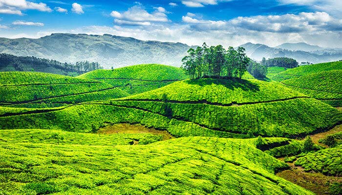 Resorts in Munnar | Swisscounty